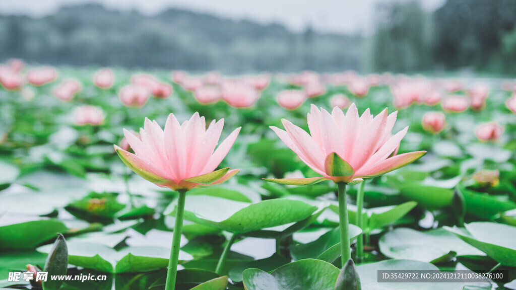 粉色莲花