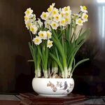 水仙花