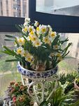 水仙花