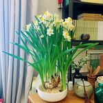水仙花