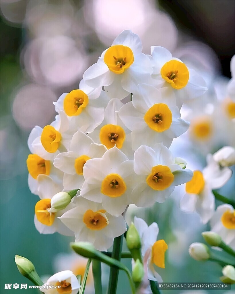 水仙花
