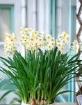 水仙花