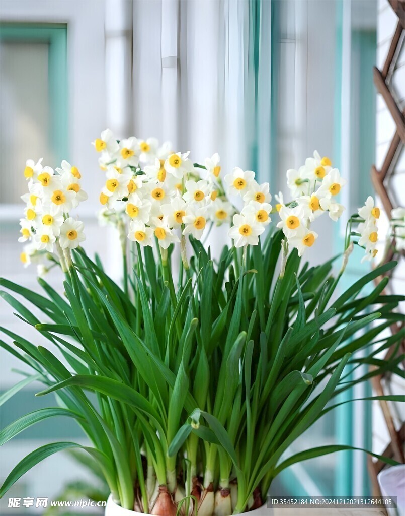 水仙花