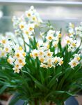 水仙花