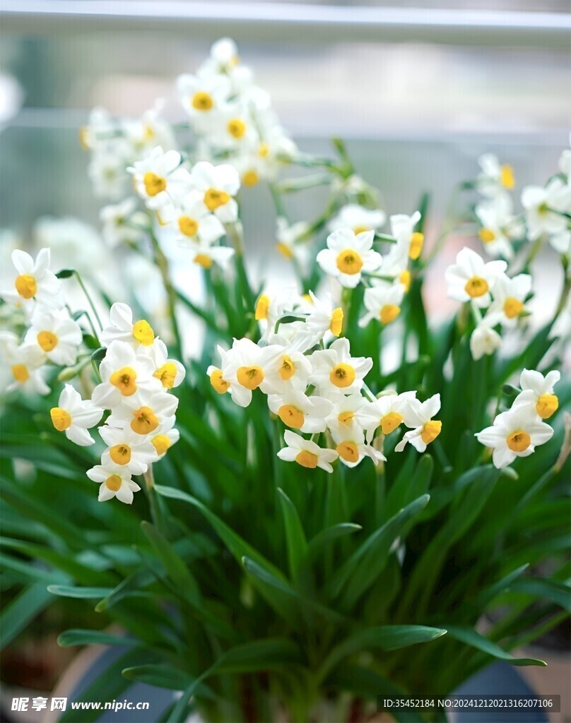 水仙花