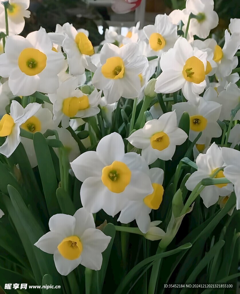 水仙花