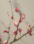 梅花