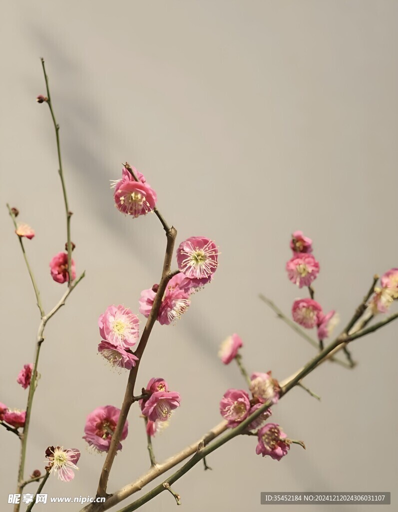梅花