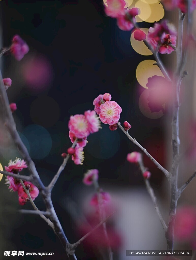 梅花