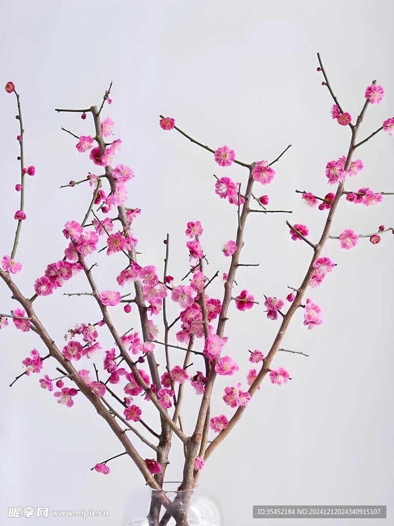 梅花