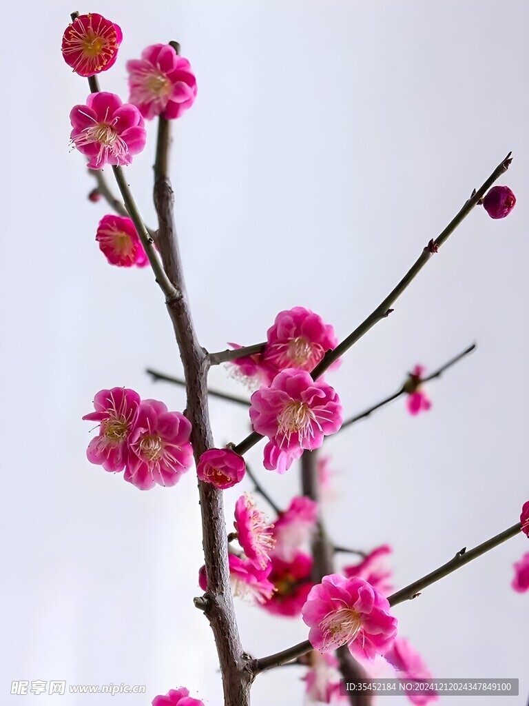 梅花