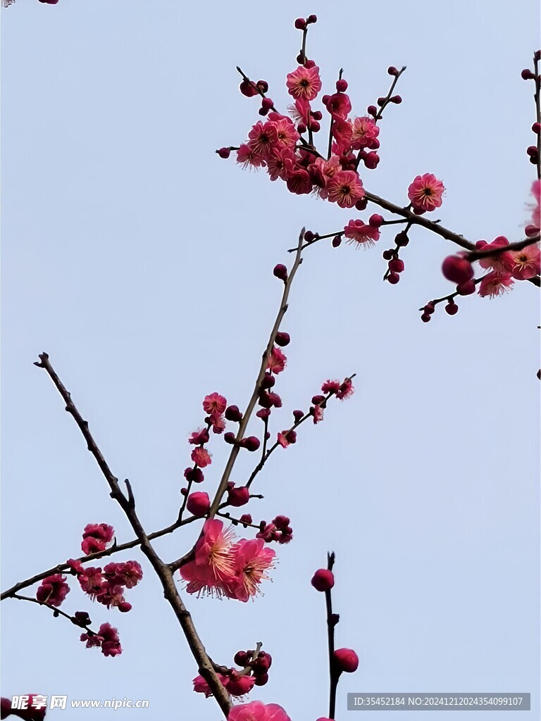 梅花
