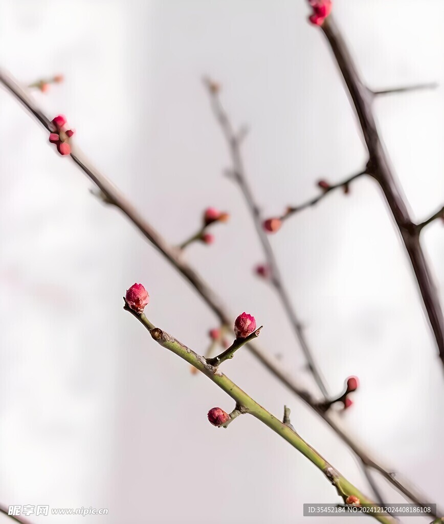 梅花