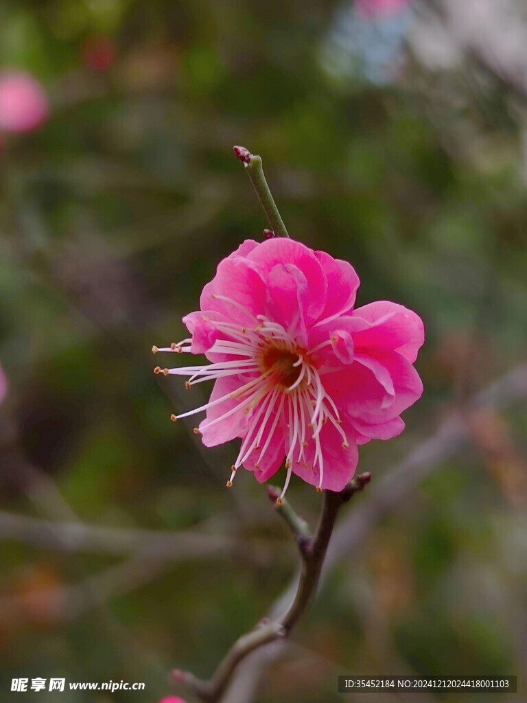 梅花