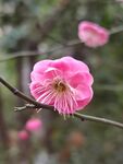 梅花