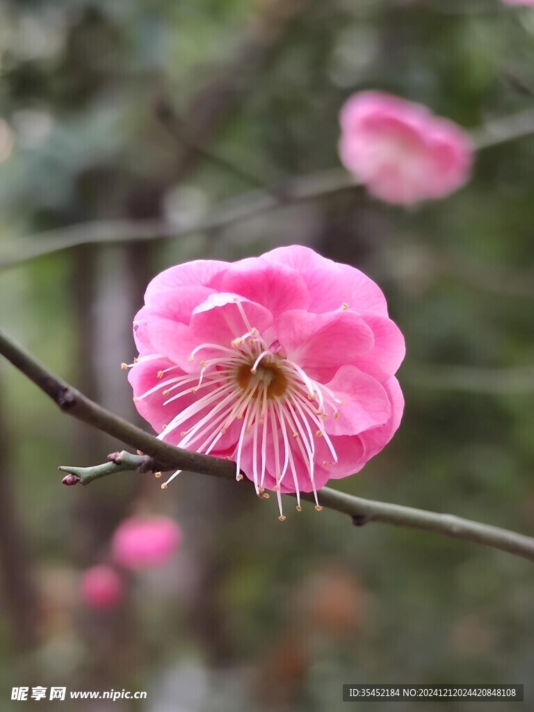 梅花