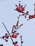 梅花