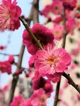 梅花