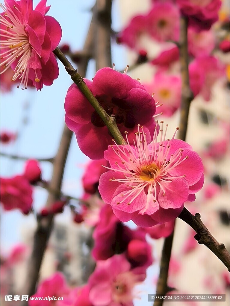 梅花