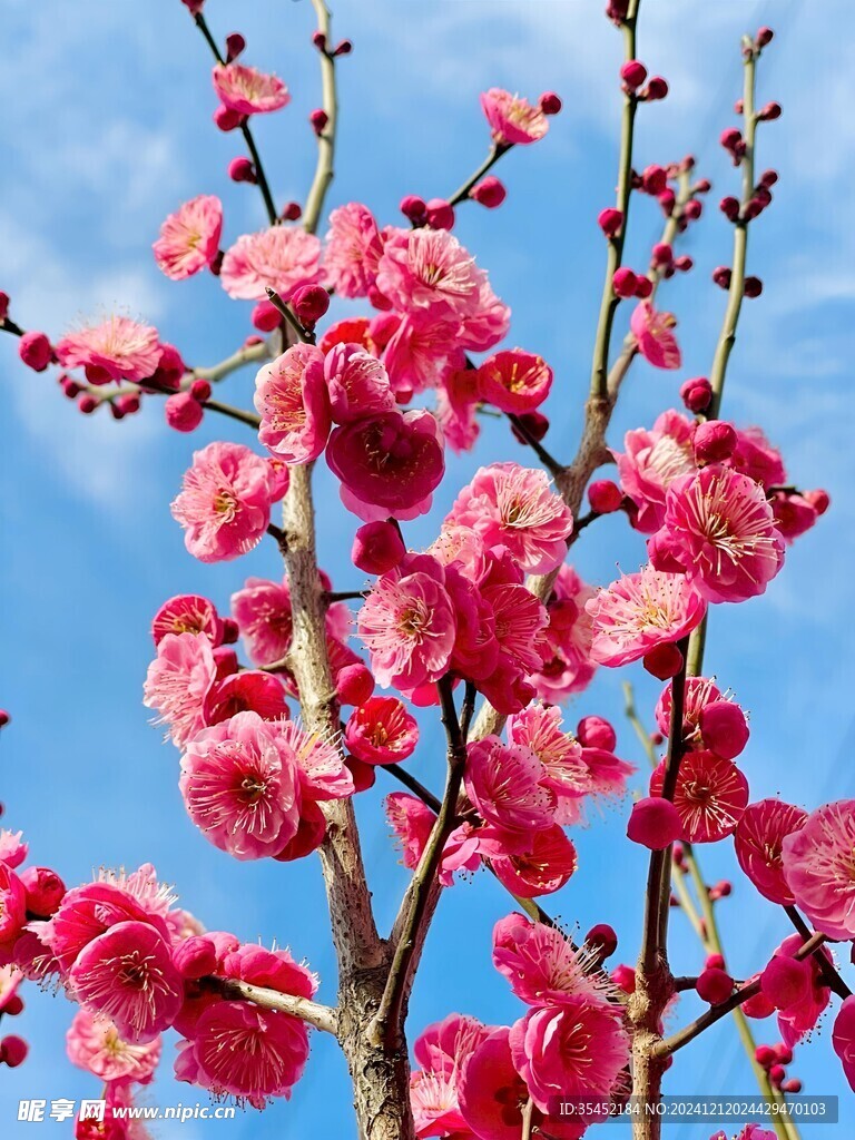 梅花