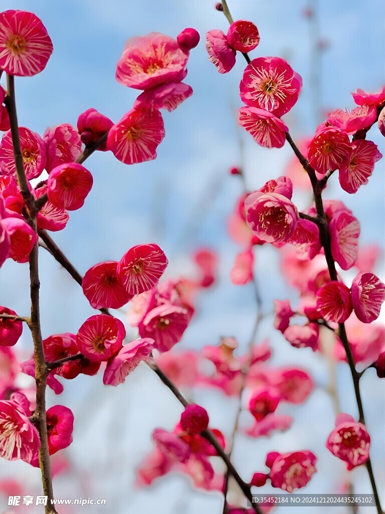 梅花