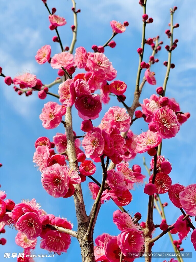梅花