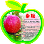 苹果简介