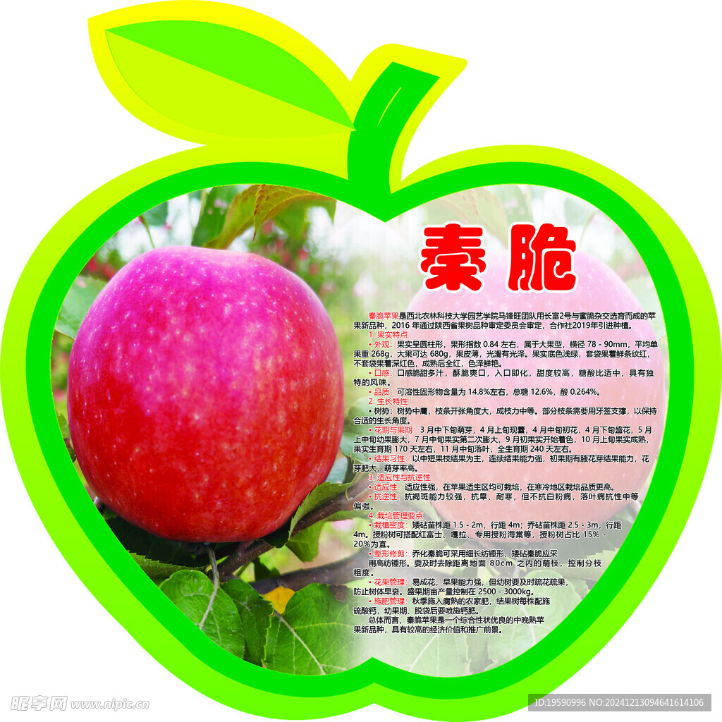苹果简介