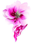  水彩花