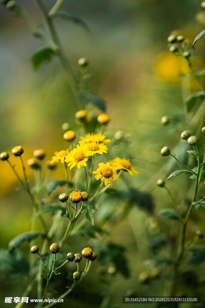 雏菊