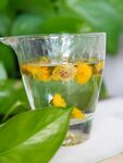 菊花茶 