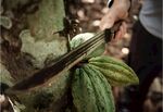 砍树