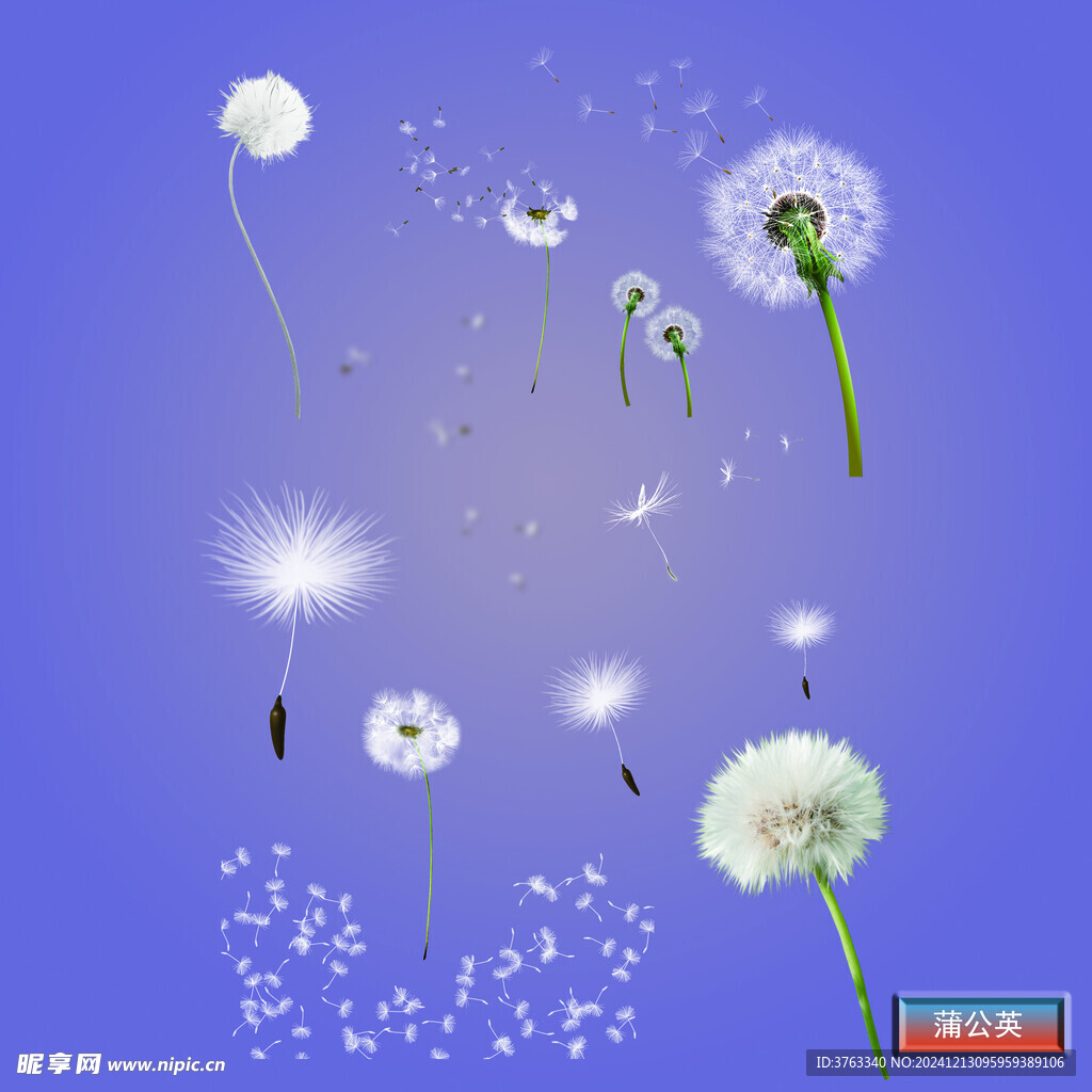 蒲公英