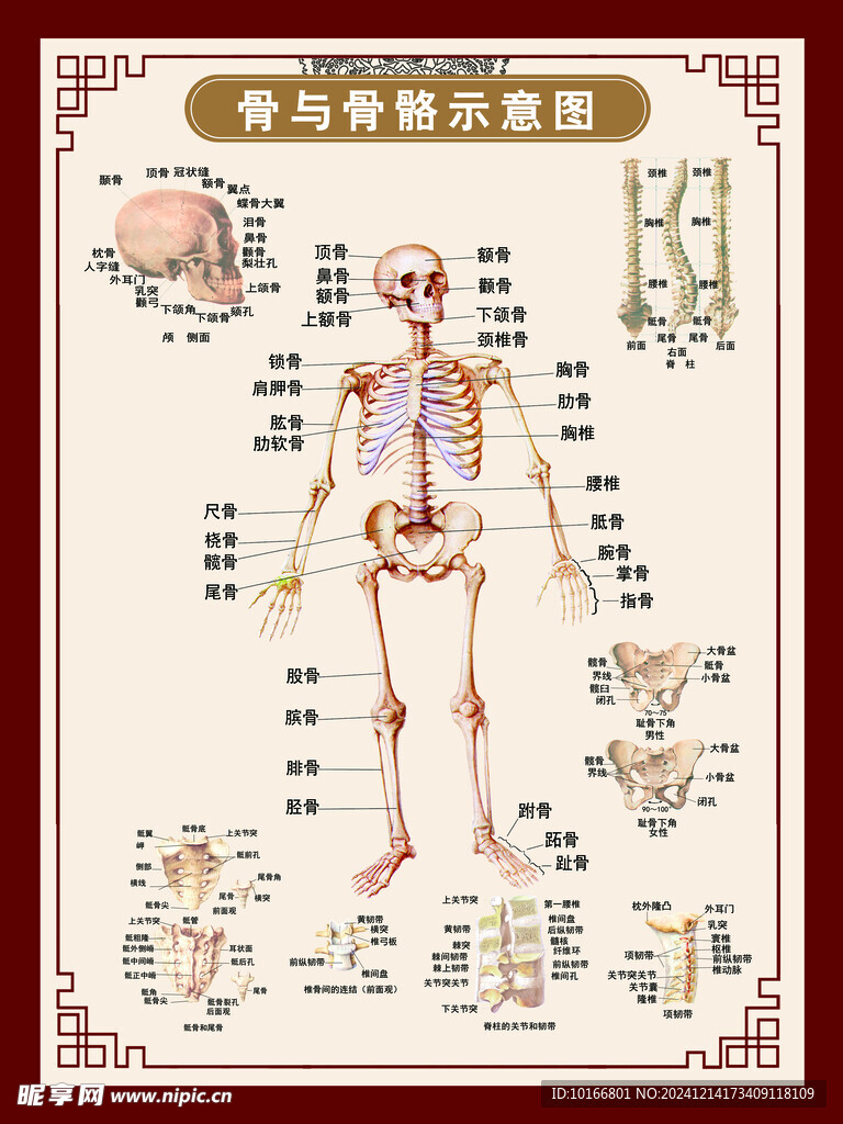 骨与骨骼示意图