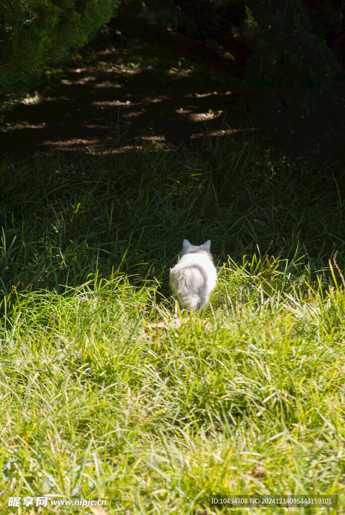 猫和草地