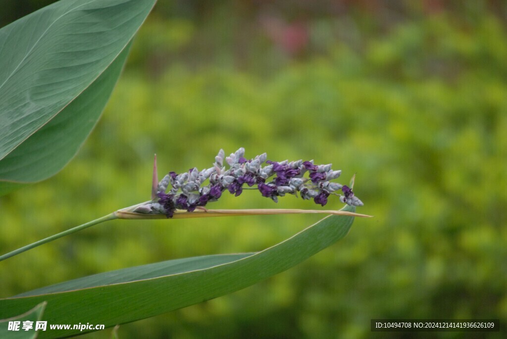 水竹芋