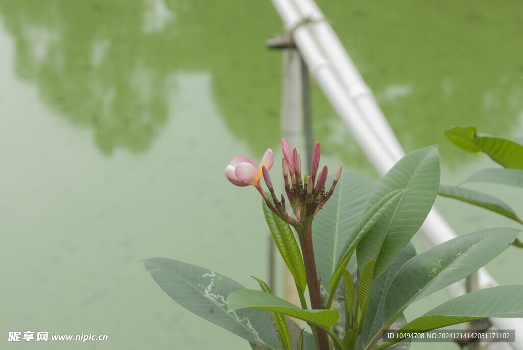 红鸡蛋花