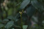 桂花树枝
