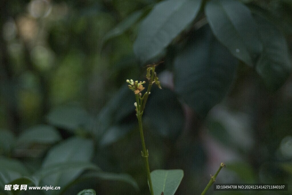 桂花树枝