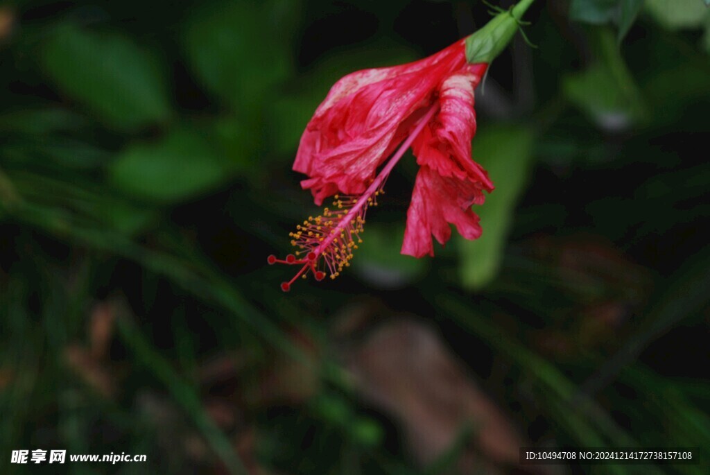 扶桑花