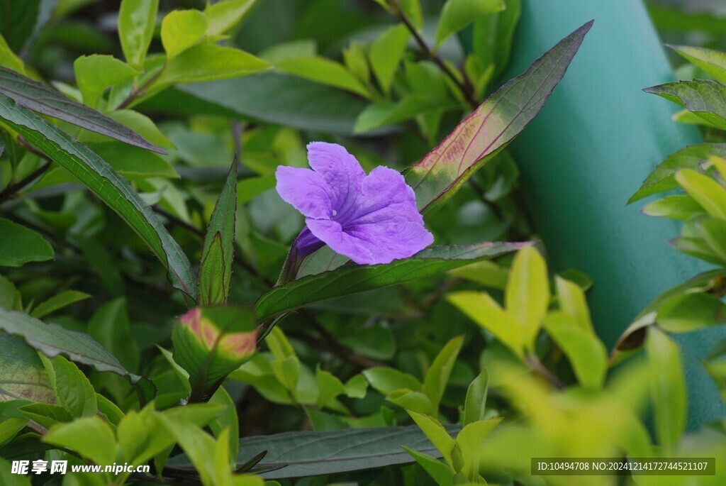 蓝花草