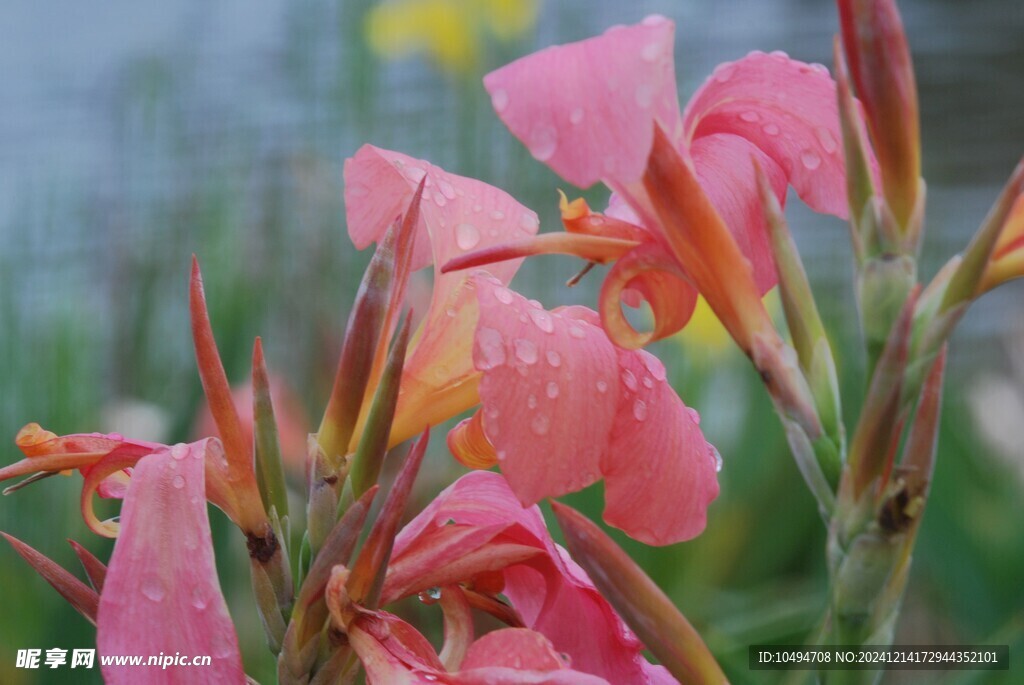 绿化芭蕉