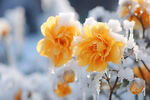 冰雪中的花朵