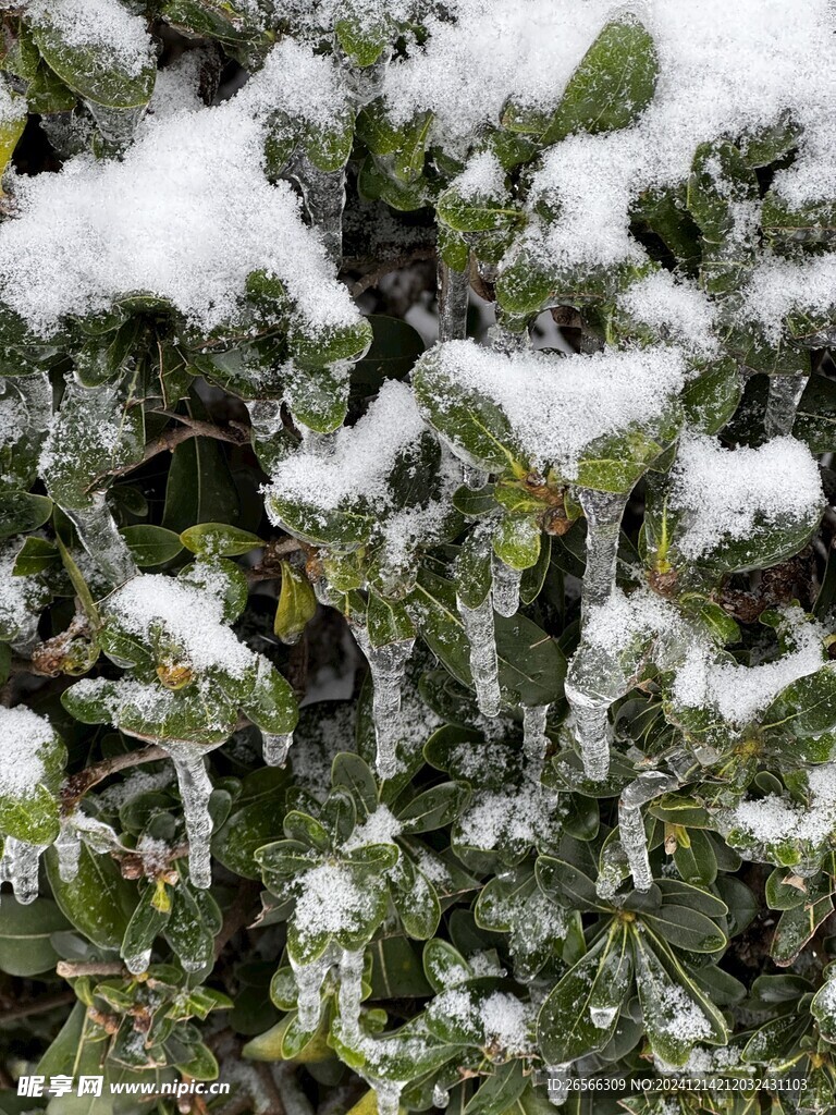 雪景