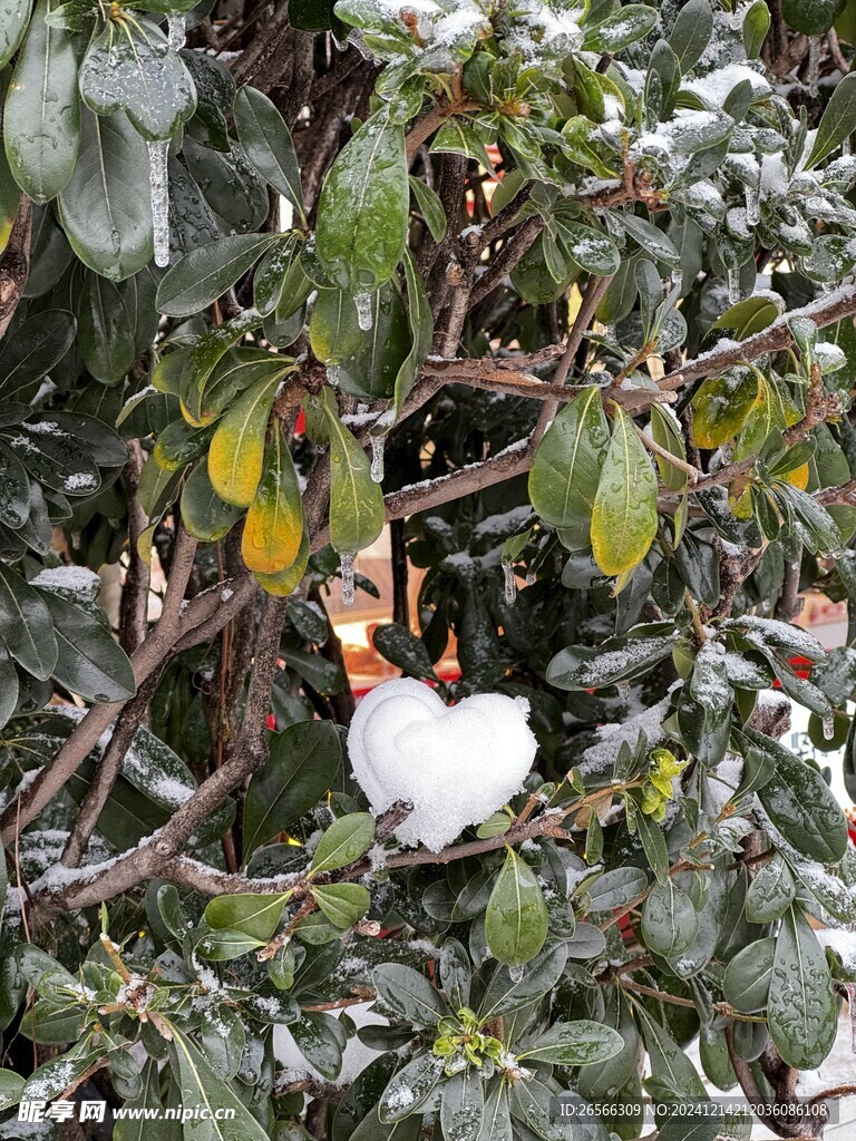 雪景