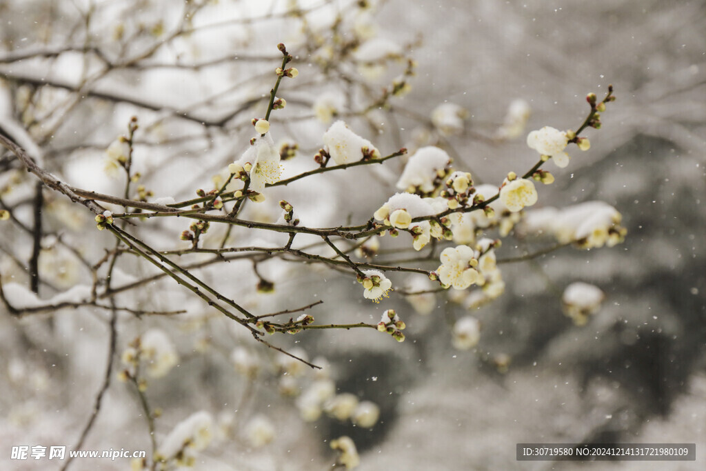 枝头落雪梅花