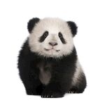 中国大熊猫  