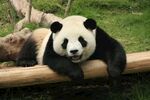 中国大熊猫  