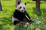 中国大熊猫  
