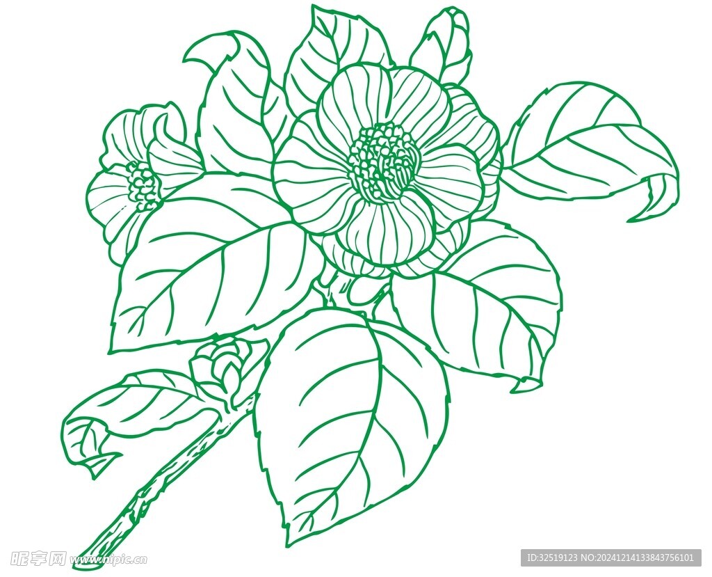 山茶花 茶油